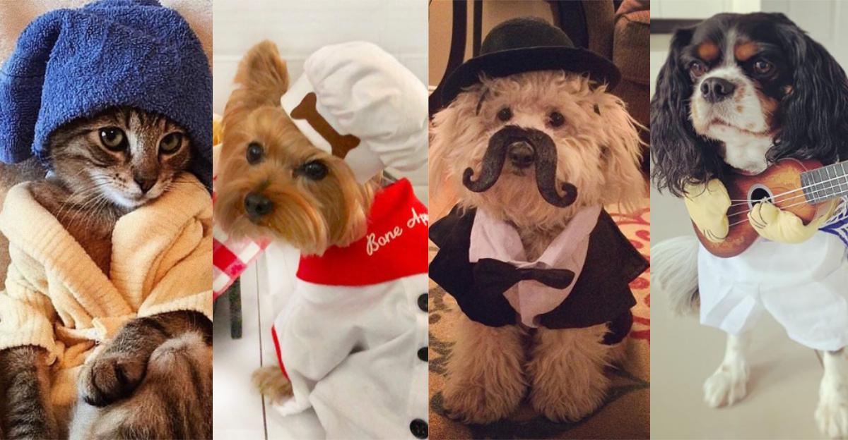 The Cutest Pets Of Instagram That Will Make You Want To Adopt One RIGHT NOW!