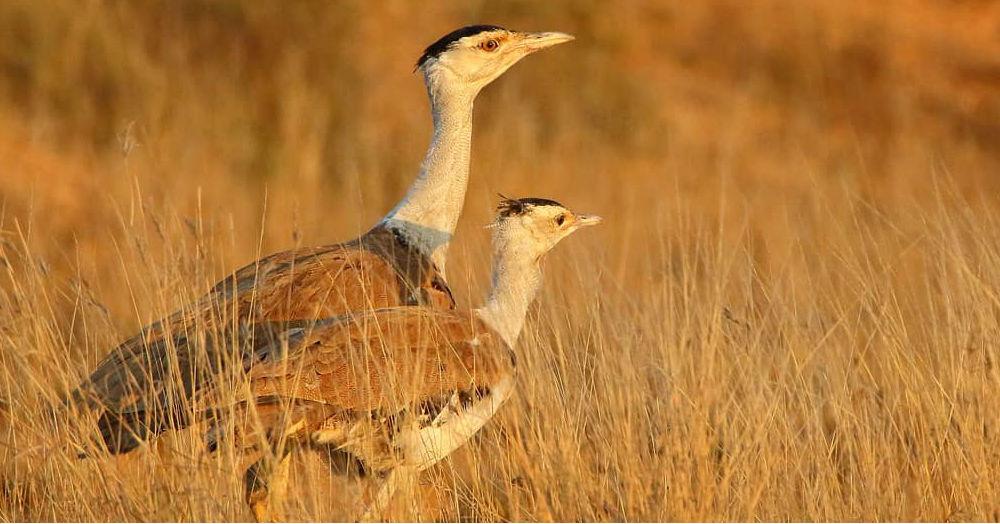 The Great Indian Bustard Is Facing Extinction &amp; It’s Time To Do Something About It!