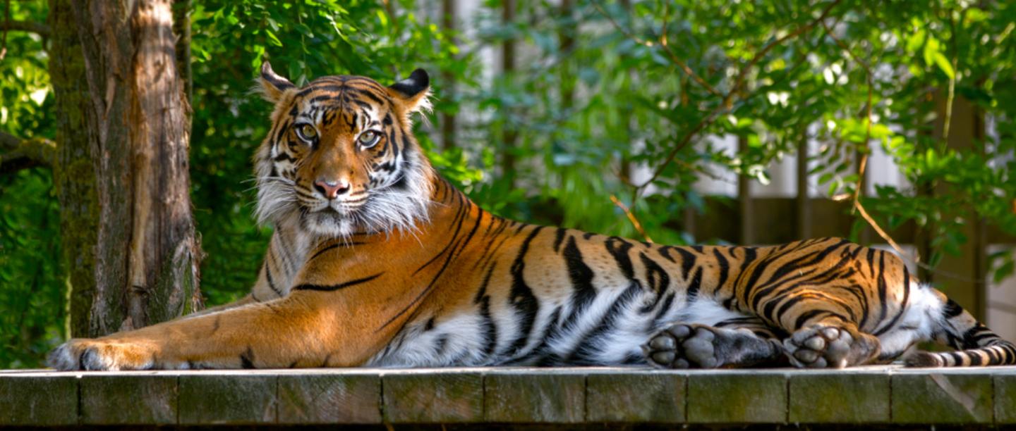Should We Be Worried About Our Pets? Tiger At NYC&#8217;s Bronx Zoo Tests Positive For COVID-19
