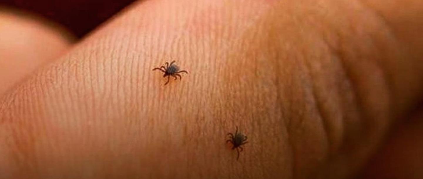 Calm Down 2020! A Communicable, Tick-Borne Virus Is Claiming Lives In China Now