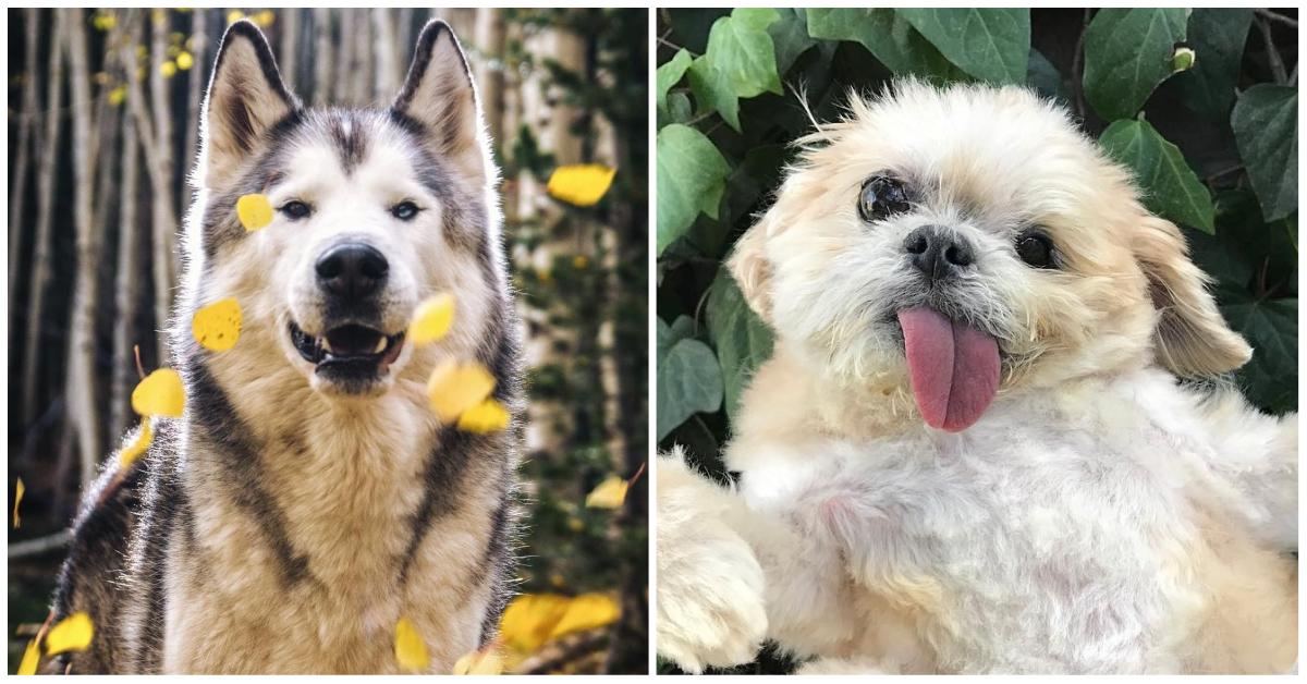 Running Short On Cuteness? We Bring You The Most Instagrammed Pets Of 2017!
