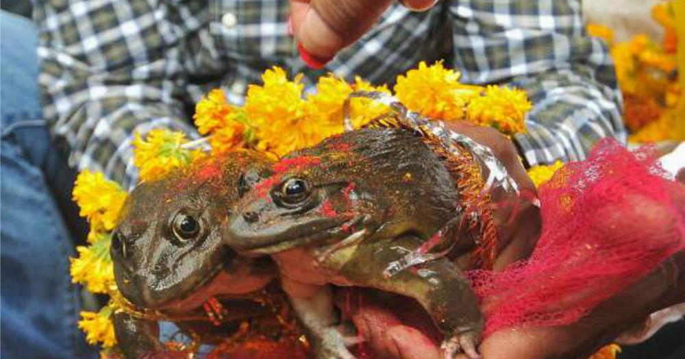 Barso Re Megha: In Today&#8217;s WTF News, Frogs Get Married In Udupi To Please The Rain Gods!