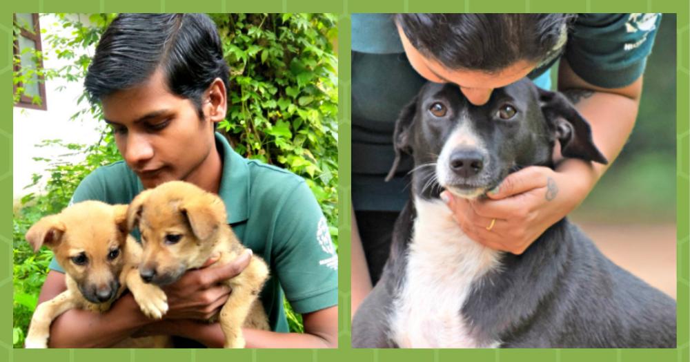 #UnsungHeroes: Volunteers Rescue Animals Trapped In The Kerala Floods