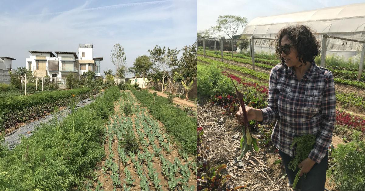 Farm Fresh: What A Day Spent On An Organic Farm In Tijara, Rajasthan Is Like