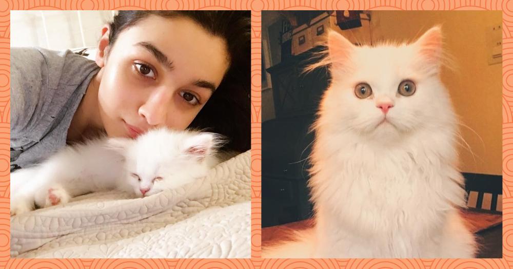 It&#8217;s Cat Day! Here Are Purrfect Accounts You Need To Follow Right Now!