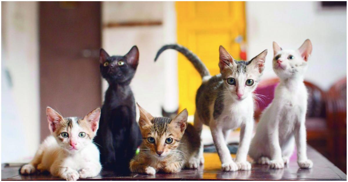 7 Pet Cafes In India That You Must Visit For A Purrfect Weekend!