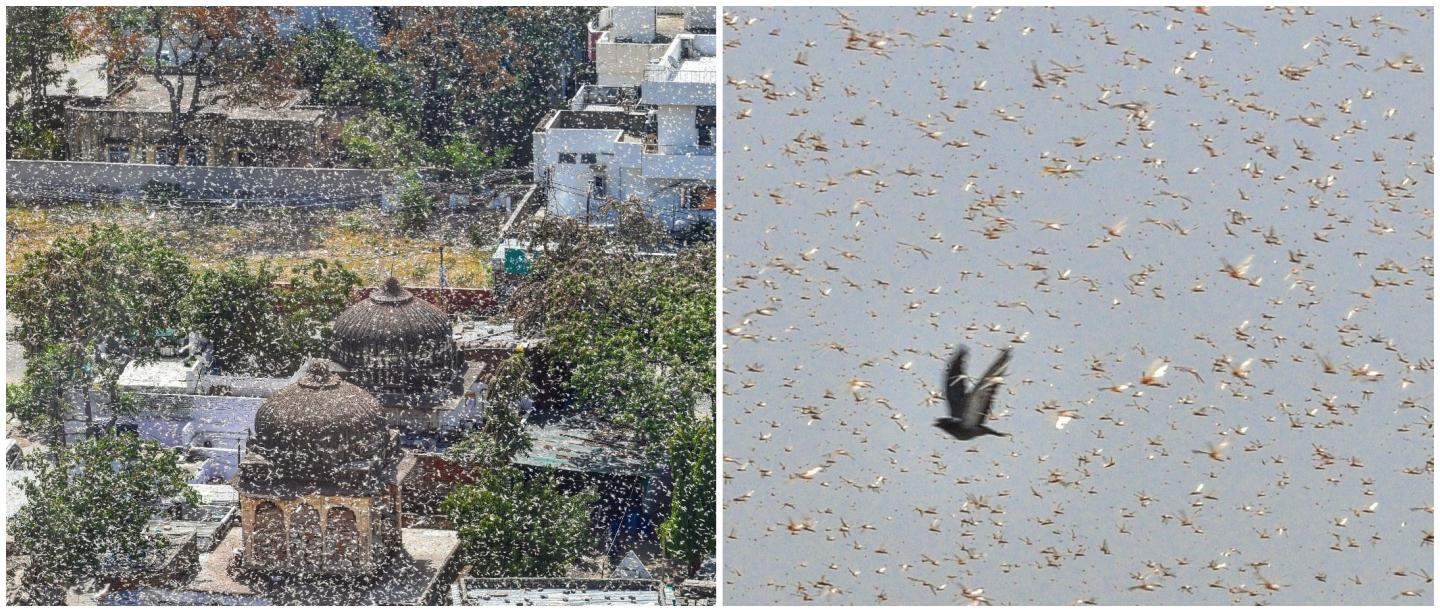 Locust Outbreak Threatens India&#8217;s Food Security, These Visuals Will Give You The Chills
