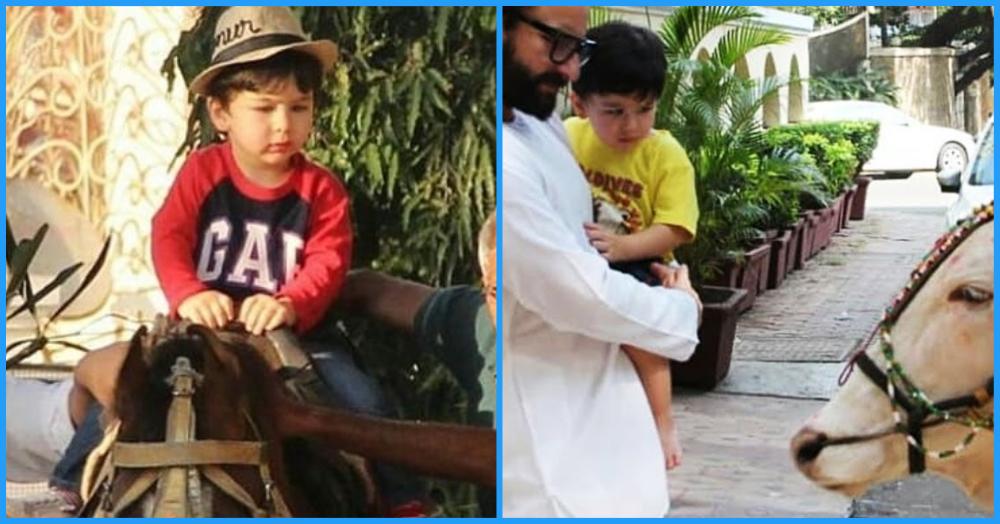 From Horseriding To Befriending Cows: Taimur Ali Khan Is The Cutest Cowboy In Town