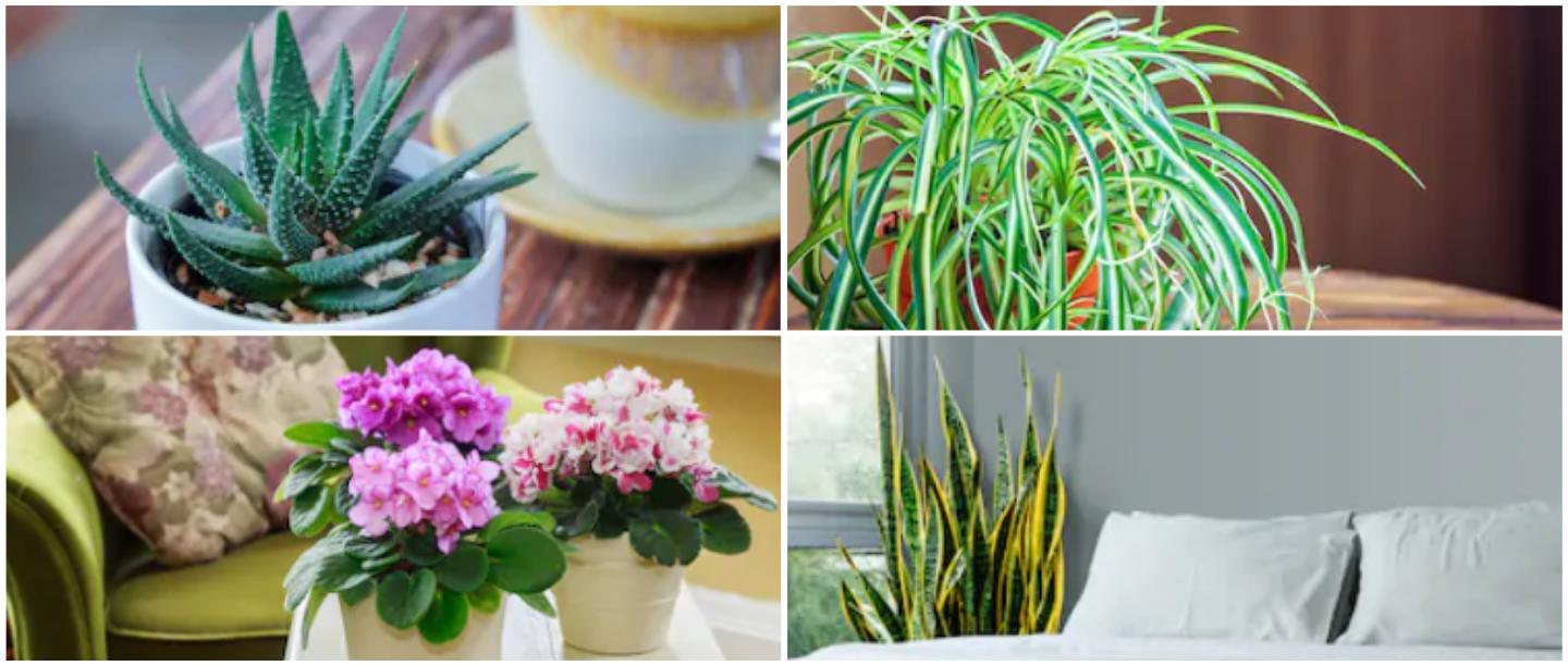 #RightToBreathe: 15 Indoor Plants That May Help Purify The Toxic Air Around You