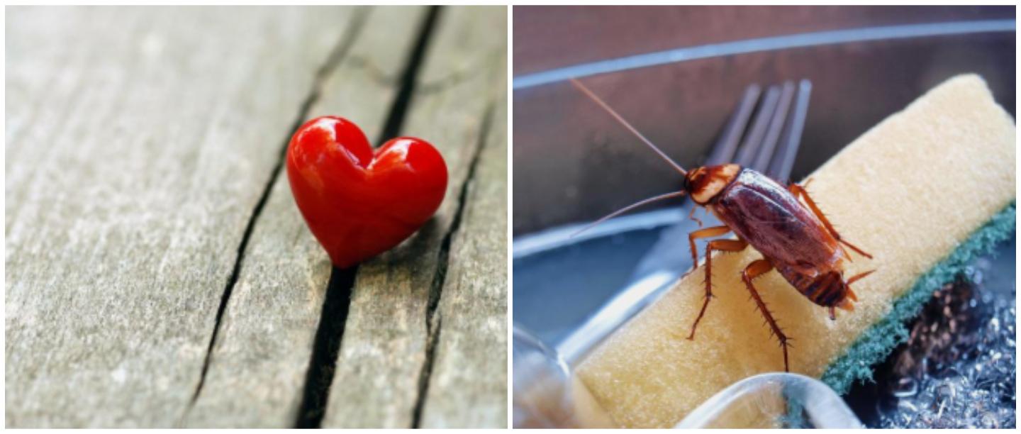 Out Of Valentine&#8217;s Day Ideas? Try Naming A Hissing Cockroach In The Honour Of Your Ex