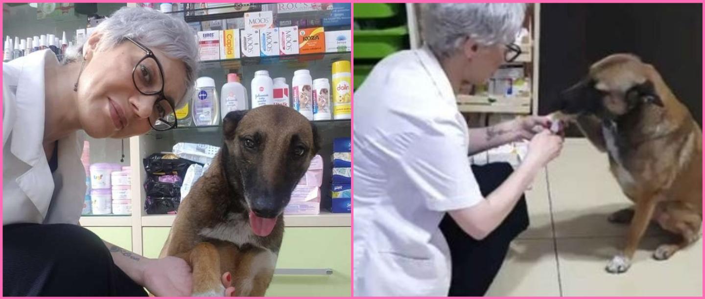 Twitter Is In Love With This Injured Dog That Entered A Pharmacy For Help &amp; So Are We!