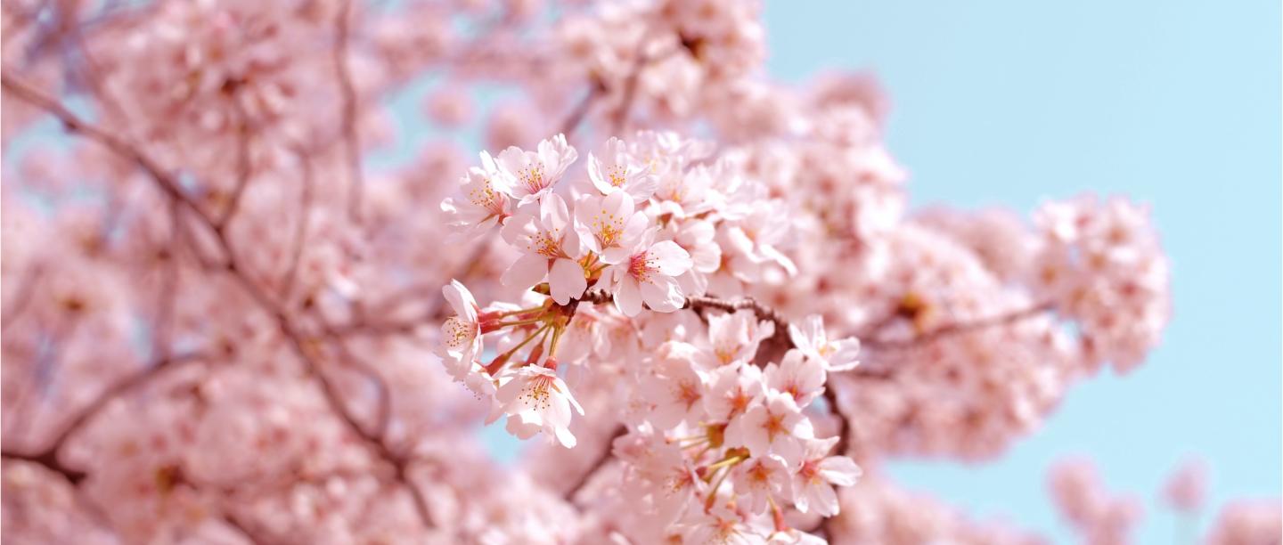 cherry blossom beauty products