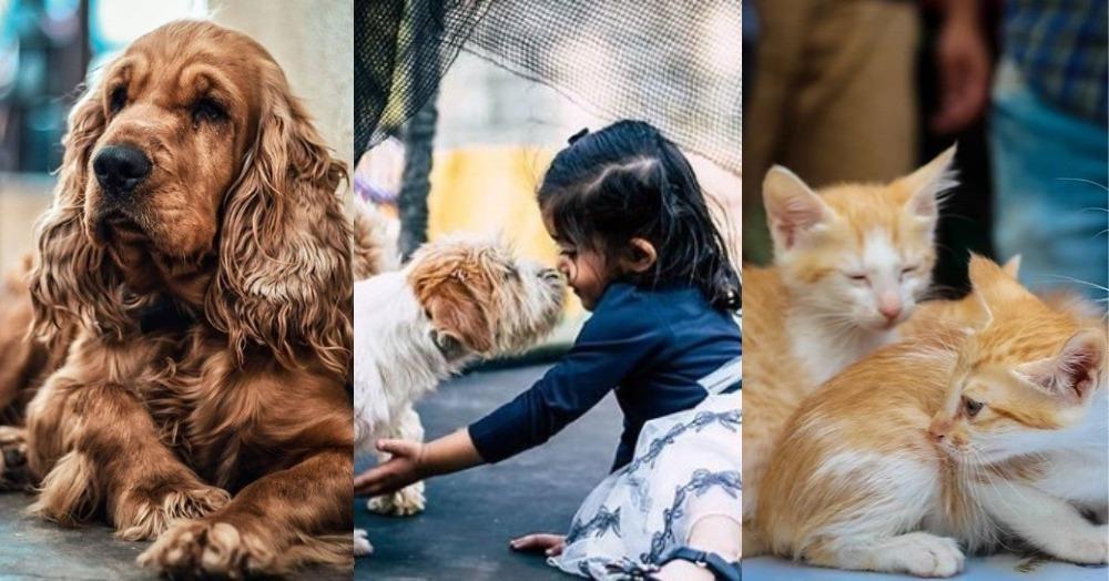 9 Pet Friendly Cafés &amp; Restaurants In Bangalore To Visit With Your Furry Little Friends