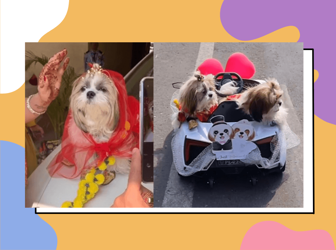 WTF! These Dogs Got Married With A Band, Baaja &amp; Baraat